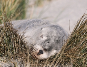 sea lion